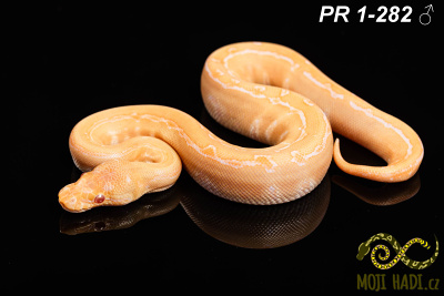 hadi na prodej, mládě, český chov hadů, odchov hadů, mojihadi.cz, Python regius, ballpython, krajta královská, Albino, pinstripe, het Clown